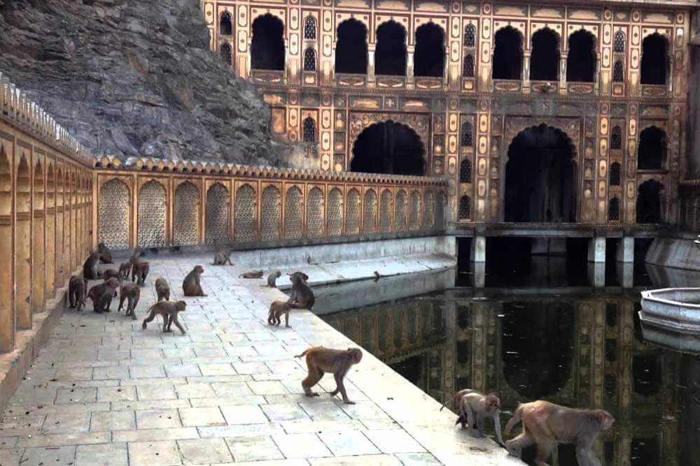 Monkey Temple in Rajasthan