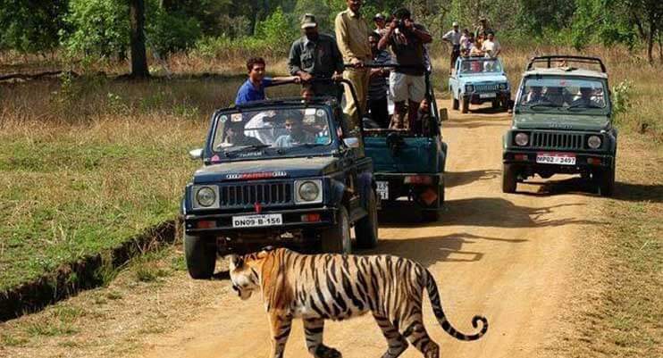 tiger-safari