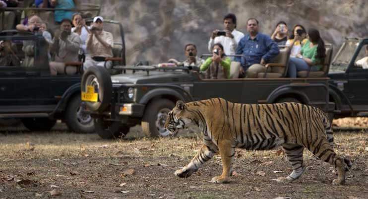 tiger-safari-rajasthan